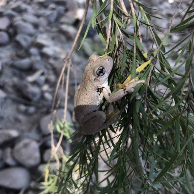 GDE_Litoria peronii