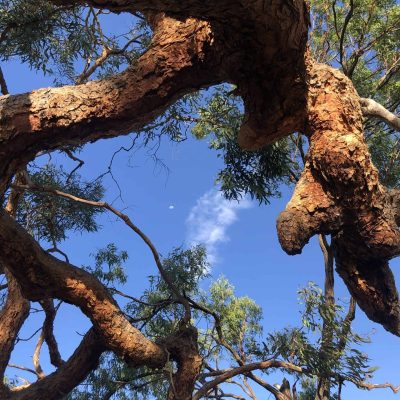 Kidston_Eucalyptus similis