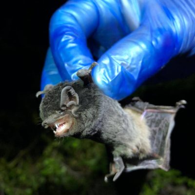 little pied bat