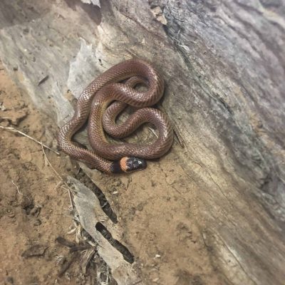 red_naped snake